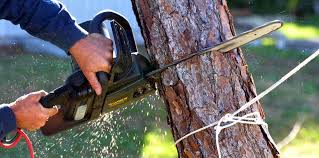 How Our Tree Care Process Works  in  Bryans Road, MD