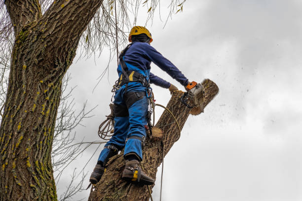 Best Tree Preservation Services  in Bryans Road, MD