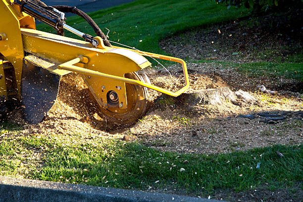 Best Seasonal Cleanup (Spring/Fall)  in Bryans Road, MD