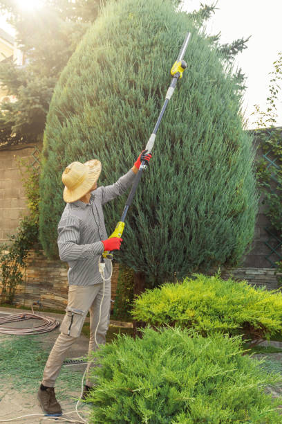Best Hedge Trimming  in Bryans Road, MD
