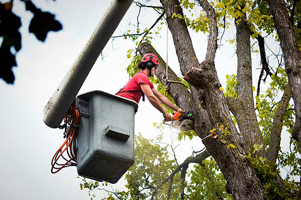 Best Palm Tree Trimming  in Bryans Road, MD