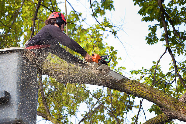 Best Commercial Tree Services  in Bryans Road, MD