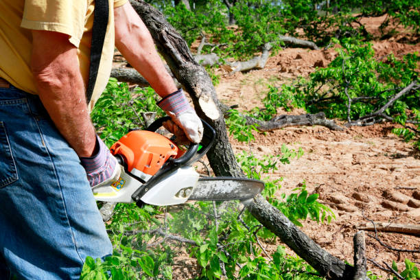 Best Stump Grinding and Removal  in Bryans Road, MD