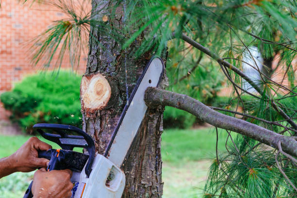 Best Leaf Removal  in Bryans Road, MD