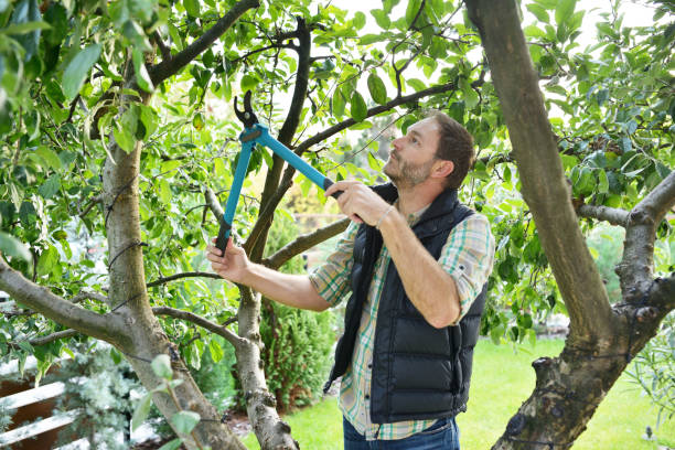 Best Pest Control for Lawns  in Bryans Road, MD
